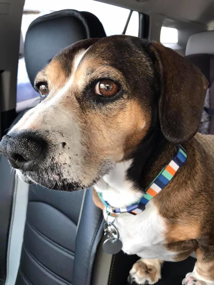 Readers pet photos